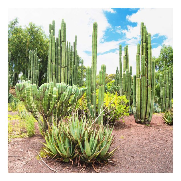 Obrazy na szkle kwadrat Krajobraz z kaktusami