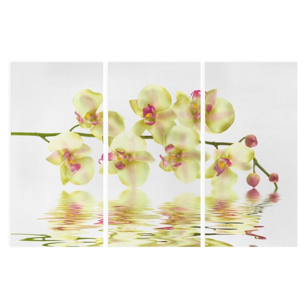 Dekoracja do kuchni Kremowe wody orchidei