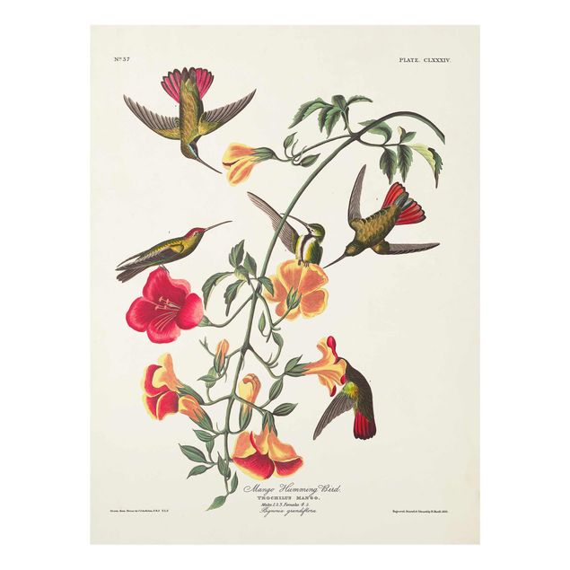 Obrazy vintage Tablica edukacyjna w stylu vintage Kolibry mango