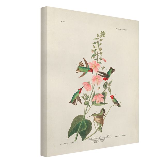 Obrazy vintage Tablica edukacyjna w stylu vintage Kolibry kolumbijskie