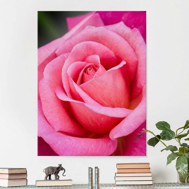 Obrazy na szkle róże Kwiat różowej róży na tle zieleni