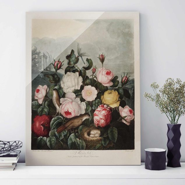 Obrazy na szkle róże Botanika Vintage Ilustracja róż
