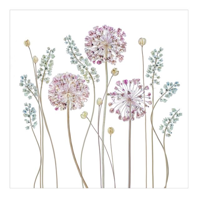 Fototapeta - Allium Illustration