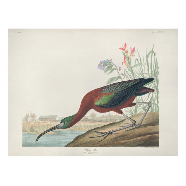 Obrazy retro Tablica edukacyjna w stylu vintage Brązowy ibis