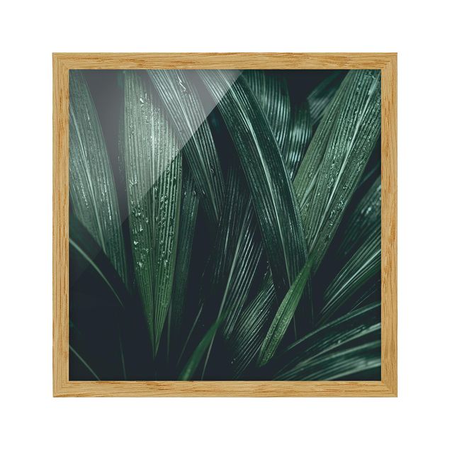 Obrazy w ramie do kuchni Zielone liście palmy