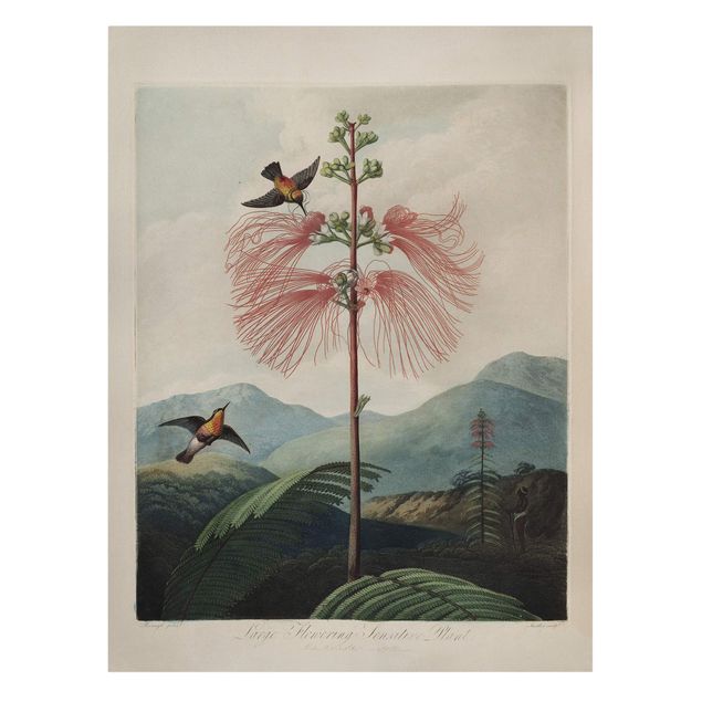 Obrazy retro Botanika Vintage Ilustracja kwiat i koliber