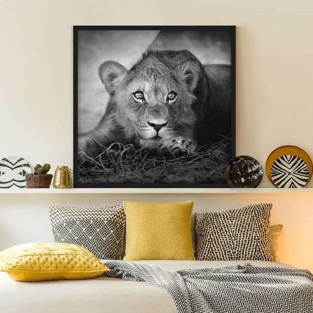 Obrazy w ramie do korytarzu Czające się lwiątko