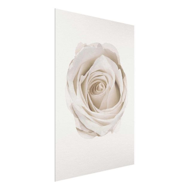 Obrazy na szkle portret Akwarele - Piękna biała róża