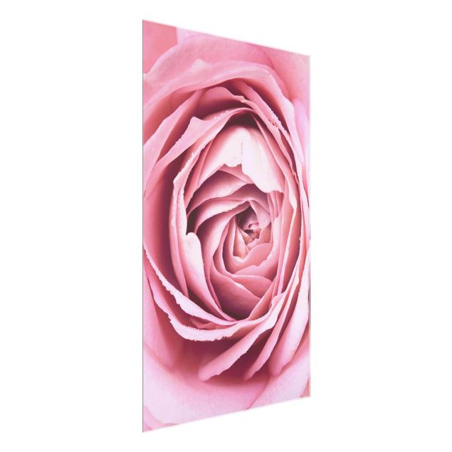 Obrazy na szkle portret Różowy kwiat róży