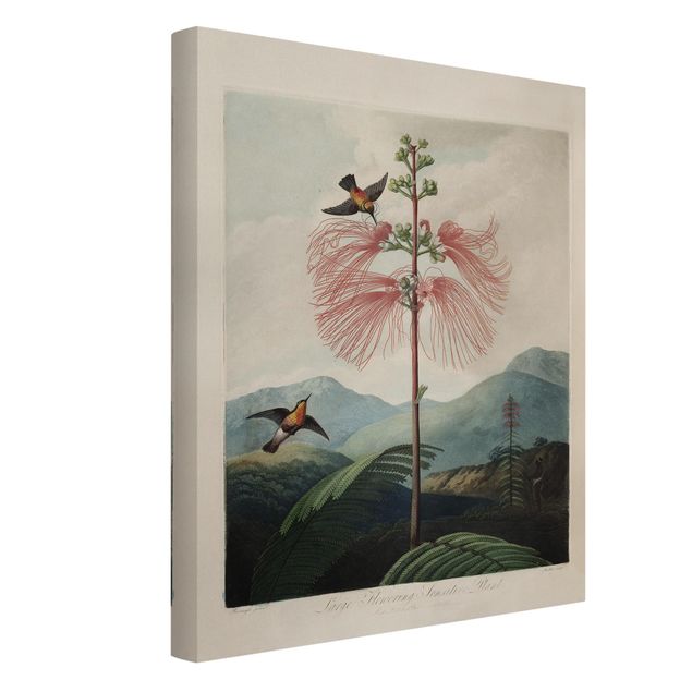 Obrazy vintage Botanika Vintage Ilustracja kwiat i koliber