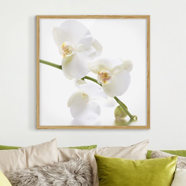 Orchidea obraz Wody białej orchidei