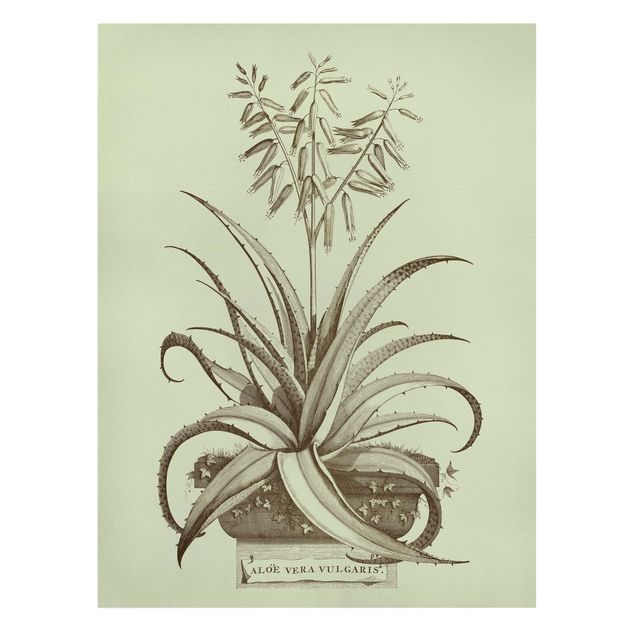 Obrazy z motywem kwiatowym Vintage Aloe Vera Vulgaris