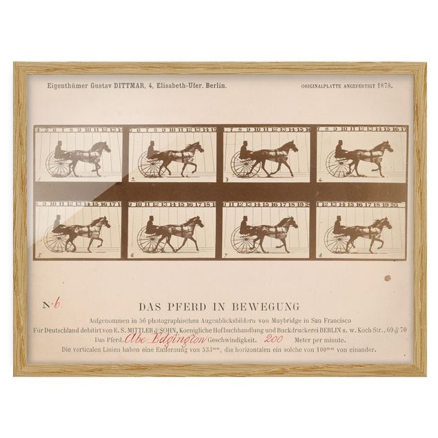 Obrazy w ramie do łazienki Eadweard Muybridge - Koń w ruchu