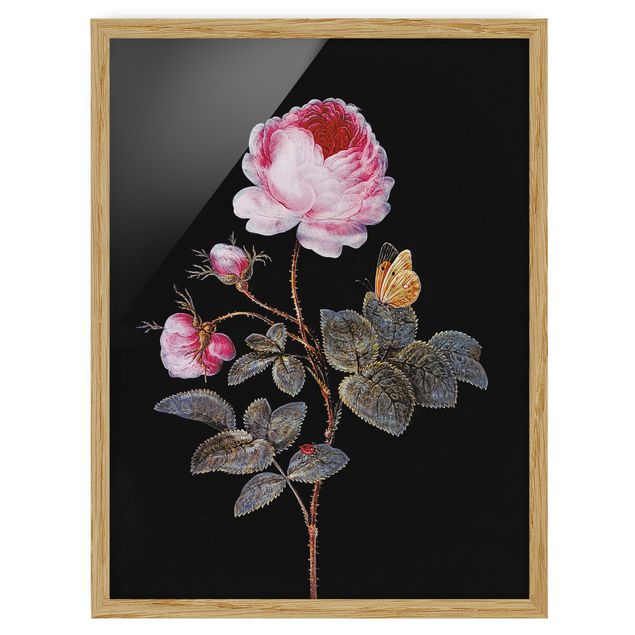 Obrazy do salonu Barbara Regina Dietzsch - Róża stulistna