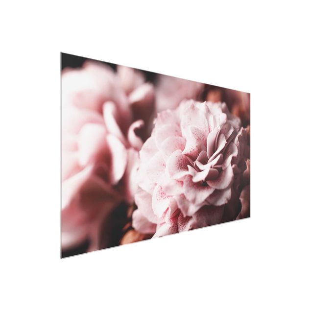 Obrazy na szkle poziomy Pastelowa róża Shabby Pink