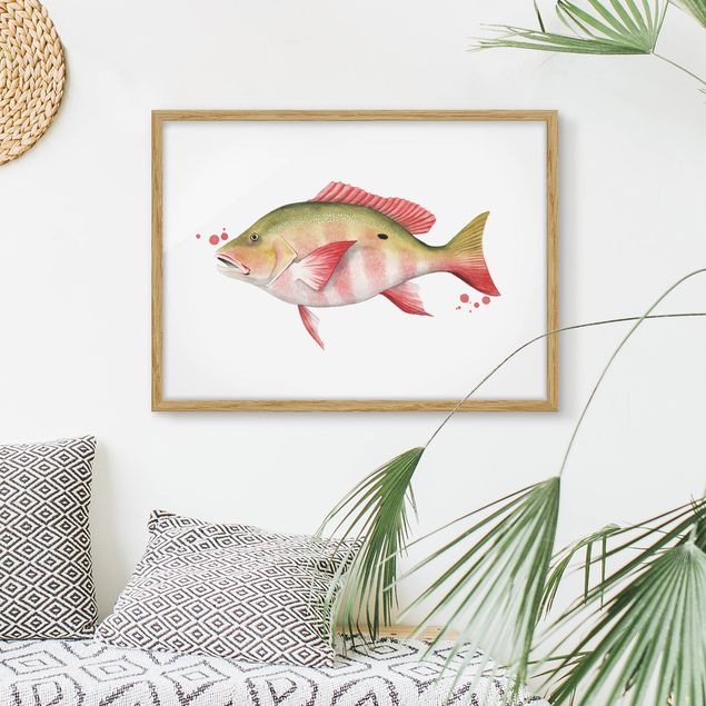 Obrazy ryby Złapanie koloru - lucjan północny