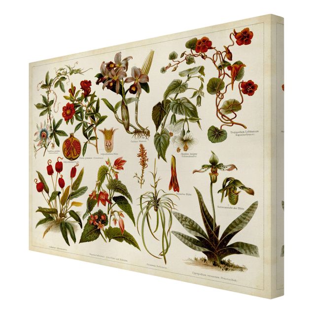 Obrazy z motywem kwiatowym Tablica edukacyjna w stylu vintage Botanika tropikalna II