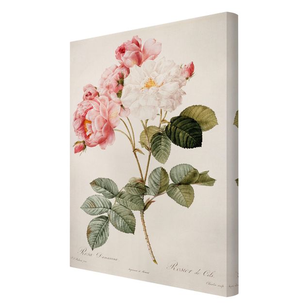 Retro obrazy Pierre Joseph Redouté - Róża damasceńska