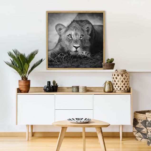 Obrazy w ramie do łazienki Czające się lwiątko