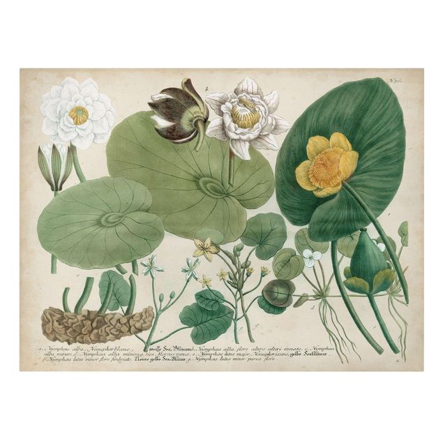 Obraz vintage Ilustracja w stylu vintage Biała lilia wodna