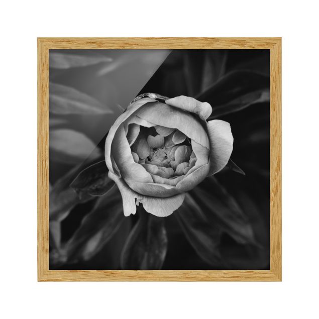 Obrazy w ramie do kuchni Kwiat piwonii na tle liści czarno-biały