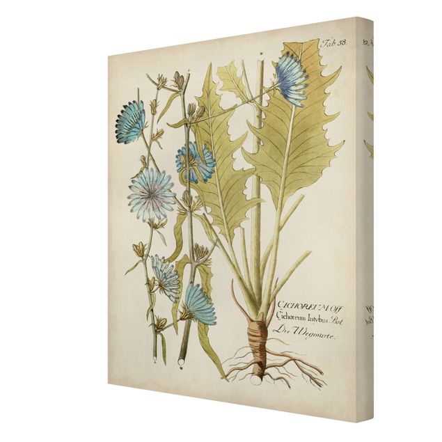 Obrazy z motywem kwiatowym Botanika w stylu vintage z cykorią niebieską