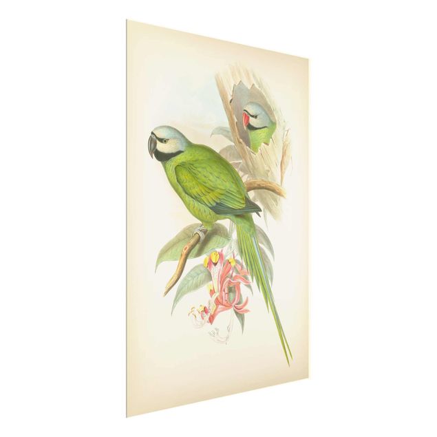 Zwierzęta obrazy Ilustracja w stylu vintage Ptaki tropikalne II