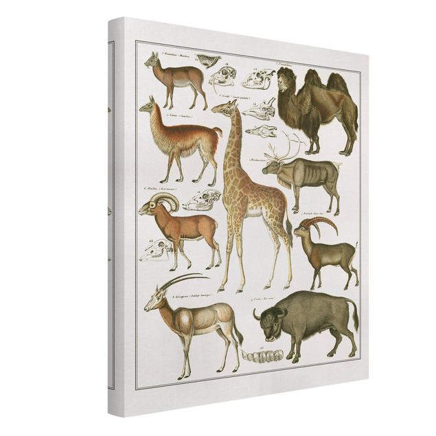 Obrazy ze zwierzętami Tablica edukacyjna w stylu vintage Żyrafa, wielbłąd i lama