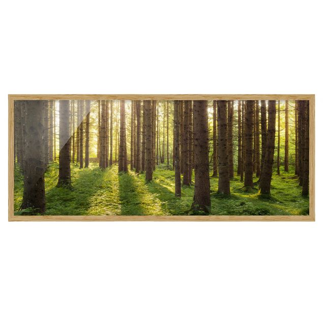 Obrazy w ramie do łazienki Promienie słońca w zielonym lesie