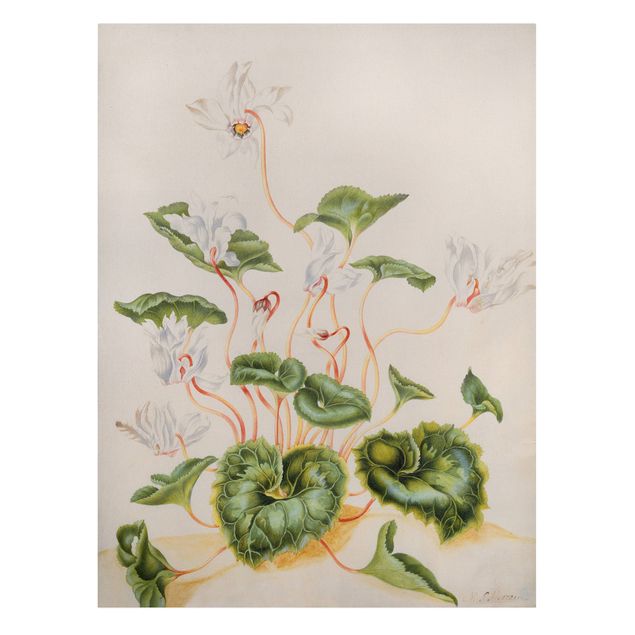 Zielony obraz Anna Maria Sibylla Merian - Białe fiołki