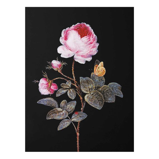 Obrazy do salonu nowoczesne Barbara Regina Dietzsch - Róża stulistna