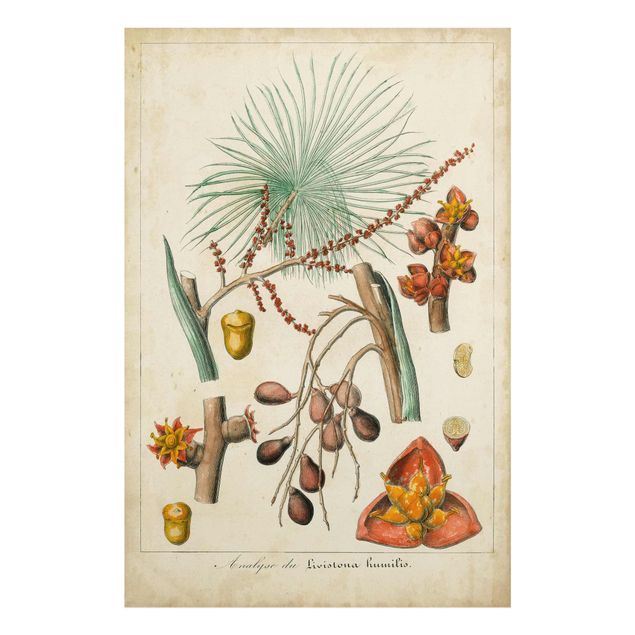Obrazy kwiatowe Tablica edukacyjna w stylu vintage Palmy egzotyczne III
