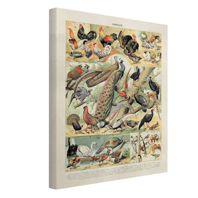 Vintage obrazy Tablica edukacyjna w stylu vintage Ptaki europejskie