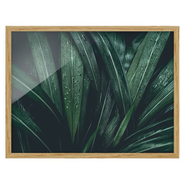 Obrazy w ramie do kuchni Zielone liście palmy