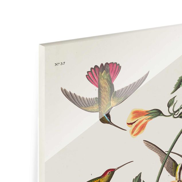 Obrazy kwiatowe Tablica edukacyjna w stylu vintage Kolibry mango