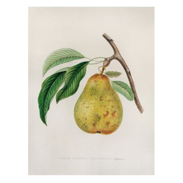 żółty obraz Botani Vintage Illustracja Żółta gruszka