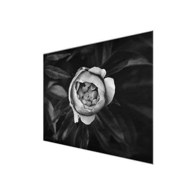 Obrazy nowoczesny Kwiat piwonii na tle liści czarno-biały