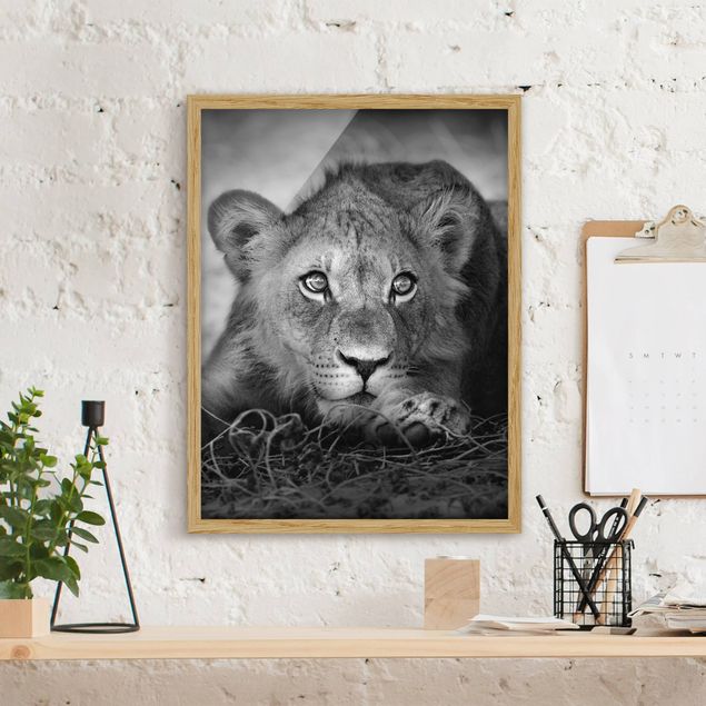 Obrazy w ramie do korytarzu Czające się lwiątko