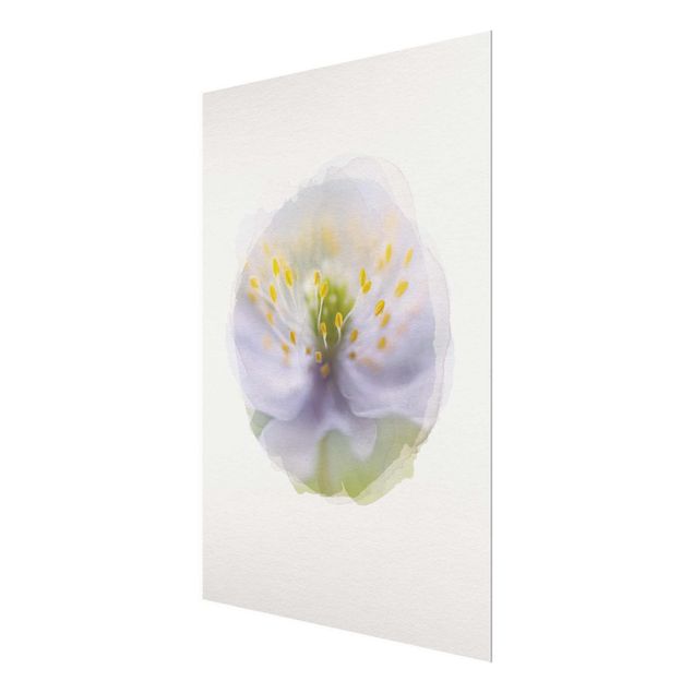 Obrazy motywy kwiatowe Akwarele - Piękno anemonów