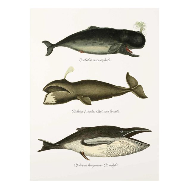 Obrazy na szkle zwierzęta Trzy wieloryby w stylu vintage