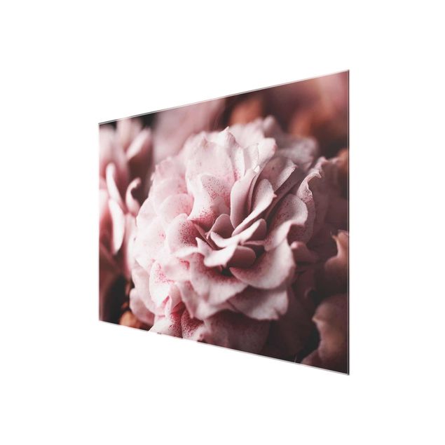 Obrazy nowoczesne Pastelowa róża Shabby Pink