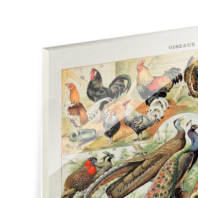 Obraz kolorowy Tablica edukacyjna w stylu vintage Ptaki europejskie
