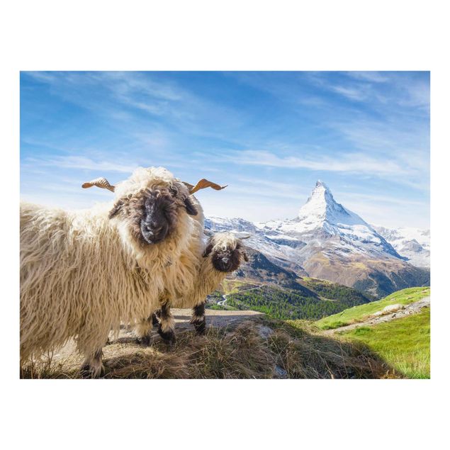 Obrazy na szkle góra Czarnonose owce z Zermatt