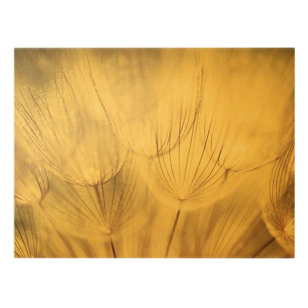 Obrazy na płótnie dmuchawce Zbliżenie na mniszki lekarskie w domowym zaciszu w tonacji sepii