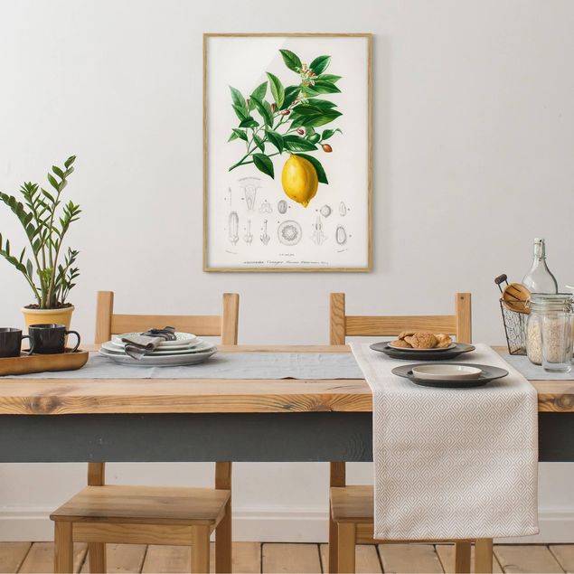 Obrazy w ramie do kuchni Botany Vintage Illustration Lemon
