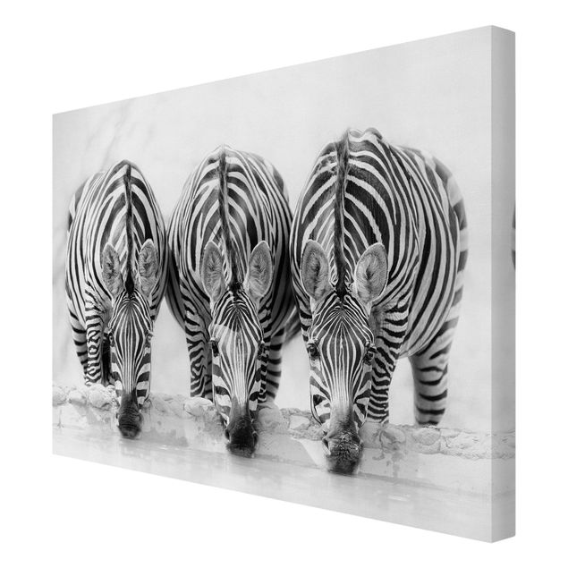 Obrazy na płótnie zebra Zebra Trio czarno-biała