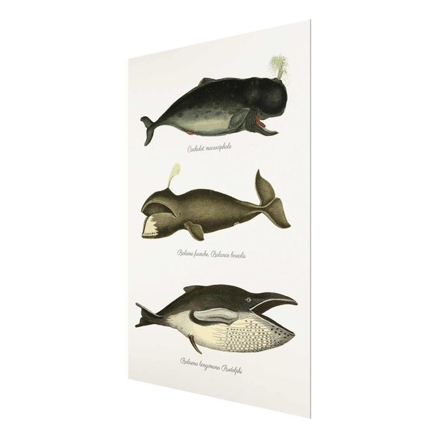 Obrazy nowoczesne Trzy wieloryby w stylu vintage