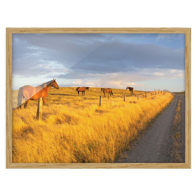 Obrazy w ramie do łazienki Droga polna i konie w promieniach wieczornego słońca