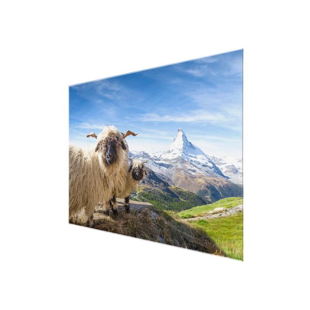 Obrazy na szkle krajobraz Czarnonose owce z Zermatt