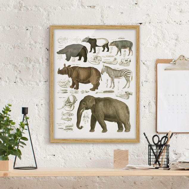 Dekoracja do kuchni Tablica edukacyjna w stylu vintage Słonie, zebry i nosorożce